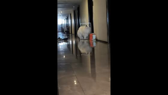 Samoyed stops howling and runs to owner in Guangdong, China