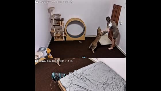 Serval play behavior surprises owner during livestream in Bangkok, Thailand