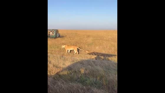 Lion cubs spotted playfully biting tails in Narok, Kenya