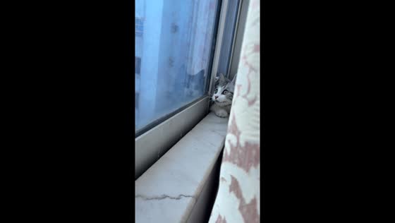 Cat doing window chattering in Guangdong, China