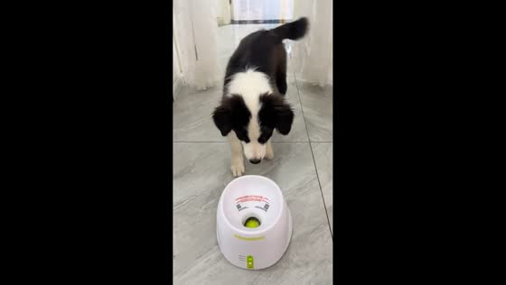 Border Collie puppy shows off impressive ball-catching skills in Henan, China