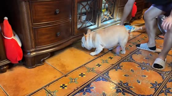 French bulldog determined to find missing toy in Zhejiang, China