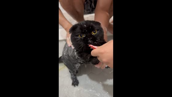 Cat turns bath cries into treat moments in Orlando, USA