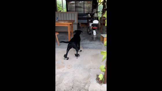 Dog wearing high heels chases cat in Jiangsu, China