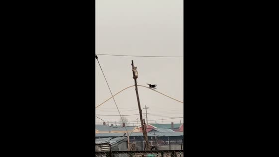 Cat clings to tree as bird struggles to perch nearby in Inner Mongolia, China