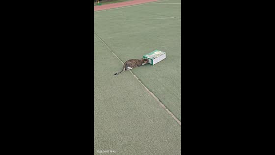 Cat struggles with a small box hole in Ningxia, China