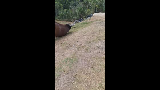 Horse hilariously slips while running with group in Belén de Umbría, Colombia