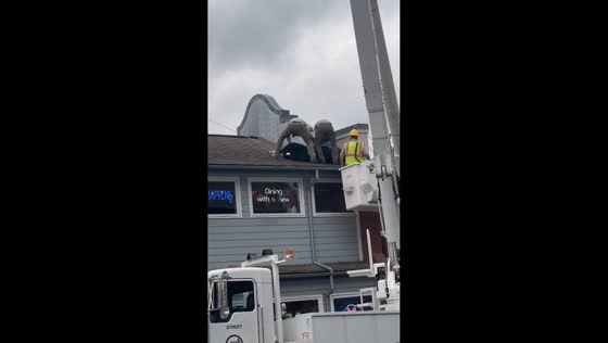 Black bear rescued from rooftop at Bubba Gump’s restaurant in Gatlinburg, USA