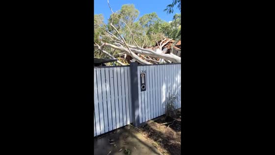 Powerful storm causes tree to fall on house in Carina, Brisbane, Australia