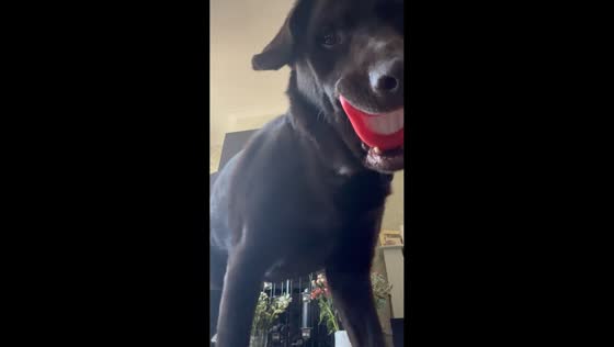 Labrador plays with toothy toy in Hastings, England, UK