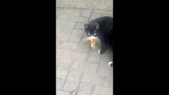 Cat drops rodent after owner's command in Wilmington, Massachusetts