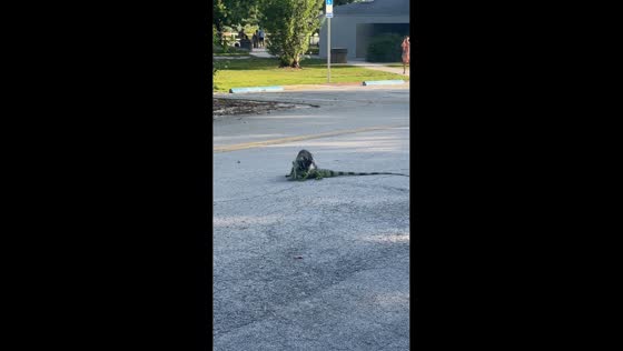 Raccoon attacks iguana in Miami, Florida, USA