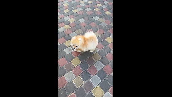 Windswept adventures: Dill the Spitz braving the elements in Dnipro, Ukraine