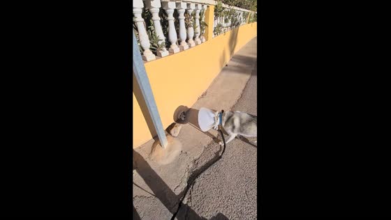 Haru's heartwarming encounter: cone-clad canine greetings through a pipe in Vinaros, Spain