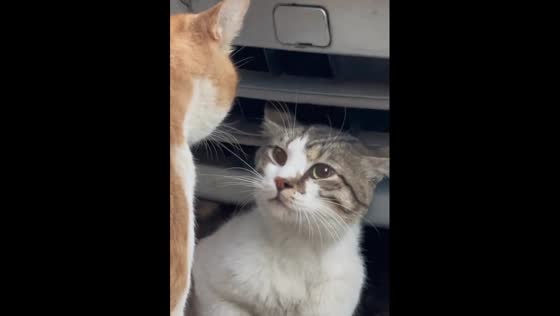 Funny cats were arguing with each other!