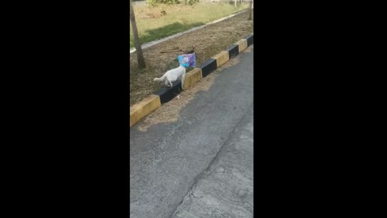 Rescue mission: cat with plastic bag on its head evades help in Salatiga City