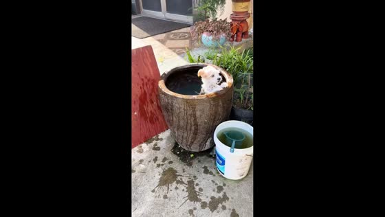 Playful dog jumps into large water jar in Zhejiang, China