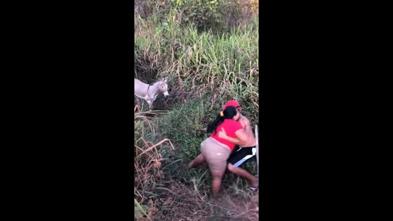 Donkey brays after man and woman tumble into grassfield in Manaus, Brazil