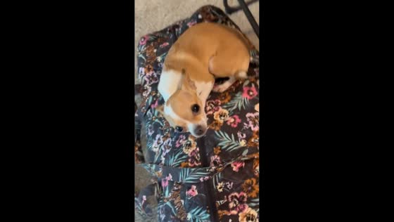 Emotional dog refuses to let owner leave for cruise in Florida, USA