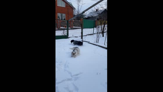 Winter playtime: Kurama and Spencer, two dogs enjoying the snow