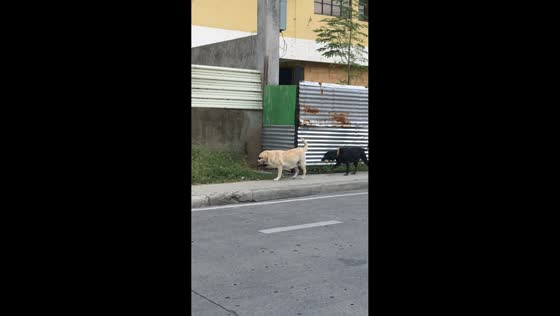  Dogs wearing shades spotted in Davao City, Philippines