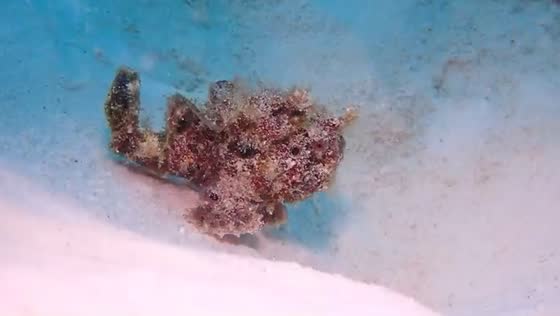  Peculiar ocean creature spotted in Kamakura, Japan