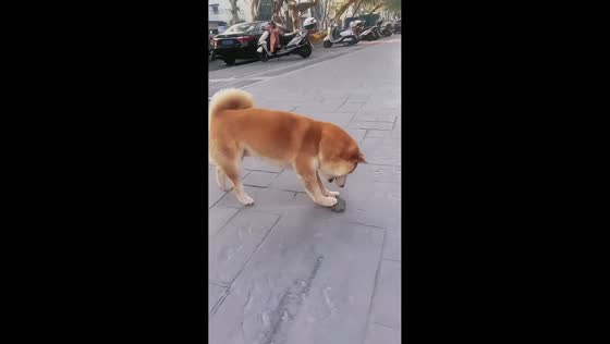 Playful Shiba Inu turns rock into a sidewalk scooter in Guizhou, China