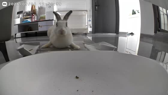 Rabbit breaks its plate after finishing its meal in Fujian, China