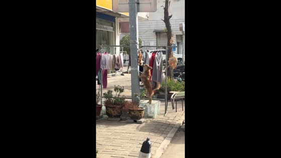 Dog sneaks a bite of hanging duck meat in Anhui, China
