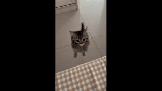 Kitten adorably fails to climb on table in Jilin, China