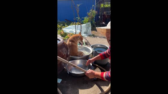  Shiba Inu enjoying a bath with grandmother in Heilongjiang, China