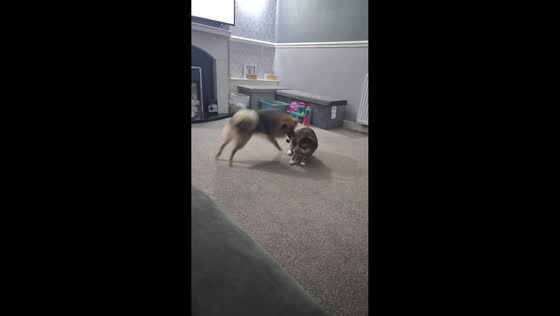 Dog and cat engage in playful nightly fight in Paisley, UK