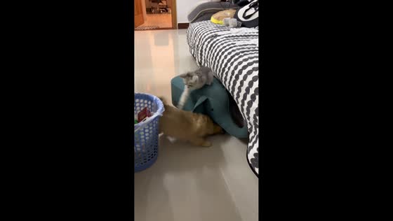 Tiny kitten tricks playful puppy in Jiangsu, China