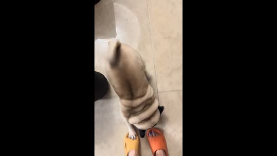 Playful pug chases owner in Liaoning, China