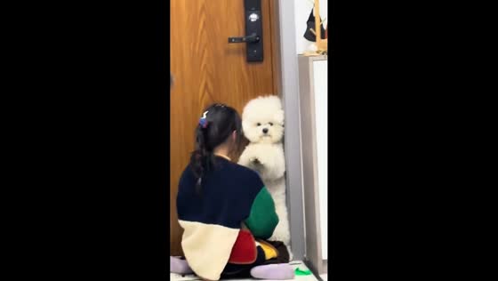 Girl playfully corners Bichon Frisé during balloon moment in Anhui, China