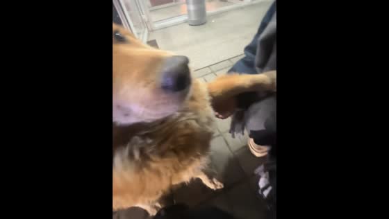 Friendly stray dog seeks affection in Frankfurt am Main, Hesse, Germany