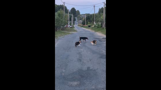 Dog gets into playful scuffle with two cats in Erkhi, Belarus