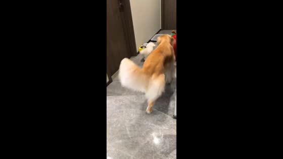 Little dog guards his food from golden retriever in Zhejiang, China
