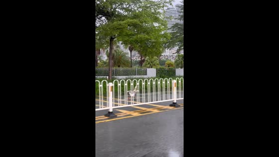 Goose runs loose on street as owner gives chase in Guangdong, China