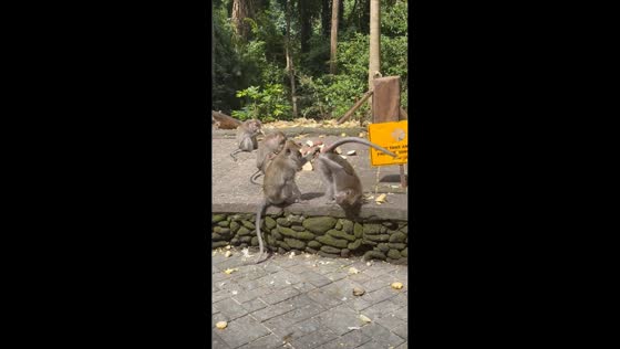 Monkeys engage in humorous grooming session at Sacred Monkey Forest in Ubud, Indonesia