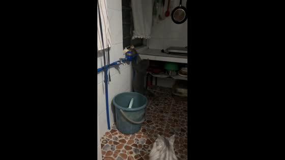 Quick mouse escape outsmarts kitchen cats in Guangdong, China