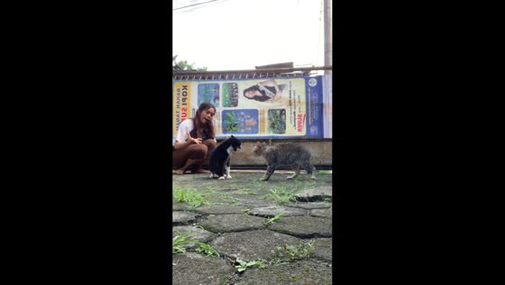 Cats’ scuffle gets unexpected “help” from owner in Bogor, West Java, Indonesia