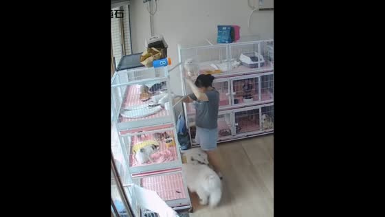 Kitten falls onto Samoyed during feeding time in Guangdong, China