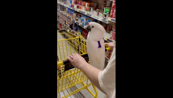 Shopping with cockatoo in Pittsburgh