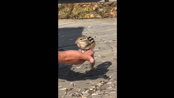 Chipmunk eats from hand in Hebei, China