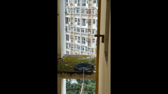 Kitten rescued from mossy windowsill in Sichuan, China