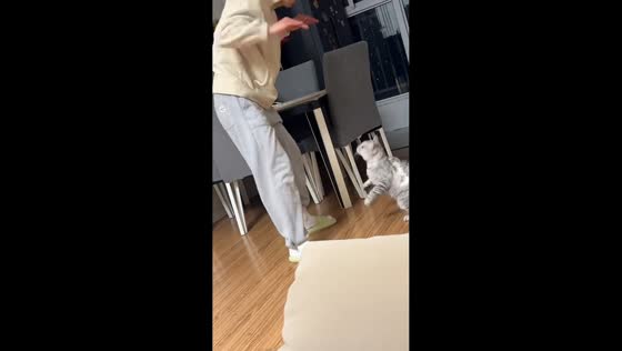 Man and cat engage in playful scuffle during indoor moment in Shaanxi, China