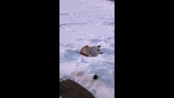 Snowy shenanigans: Scarlette the bully's blissful back roll in Hinckley, UK