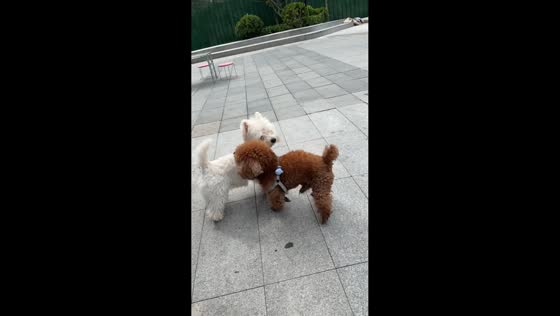 Toy Poodle uses unique butt attack on another dog in Sichuan, China