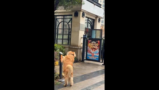 Golden retriever opens pedestrian gate in Jiangsu, China